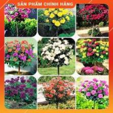 VNUA -  HẠT GIỐNG HỒNG THÂN GỖ NHIỀU MÀU GÓI 20 HẠT