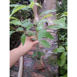 CÂY GIỐNG CÂY LONG NÃO
