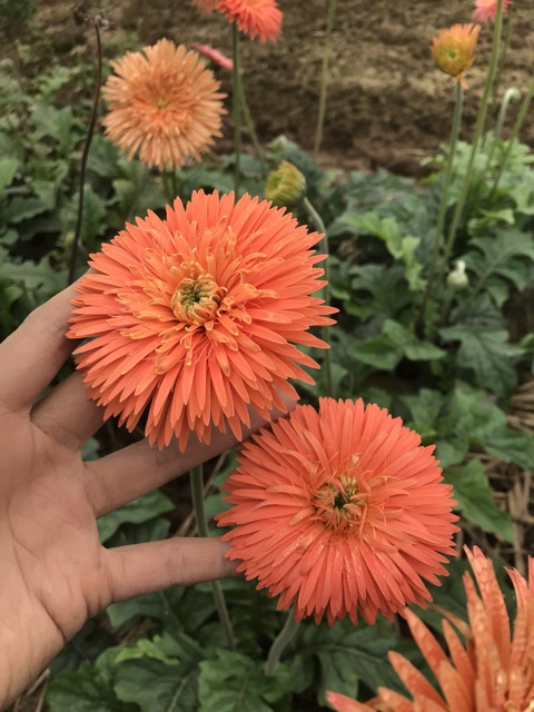 Combo 6 bụi đồng tiền