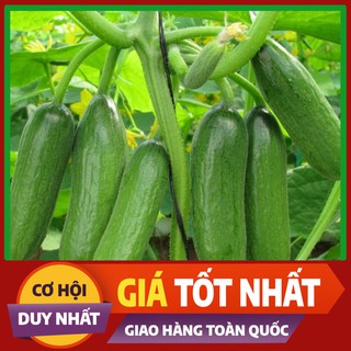 Hạt giống Dưa Leo Bao Tử