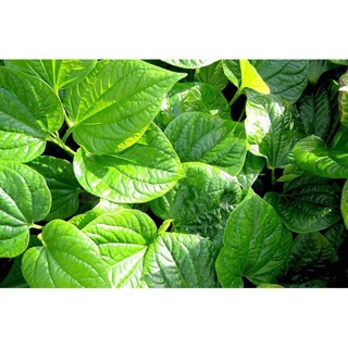 Chậu Cây lá lốt giống (lá gói thịt bò)