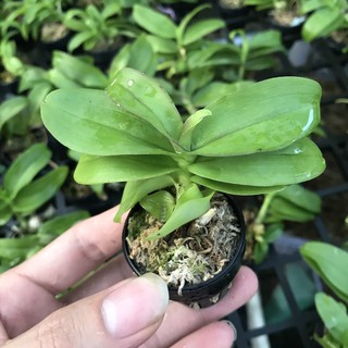 Lan Phi Điệp Trầm đột biến 5 cánh trắng thái lan