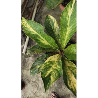 Anthurium jamanii < Unk > Màu Vàng