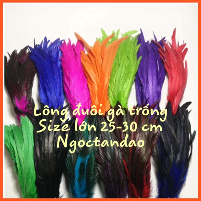 Lông đuôi gà trống size lớn 10 cái