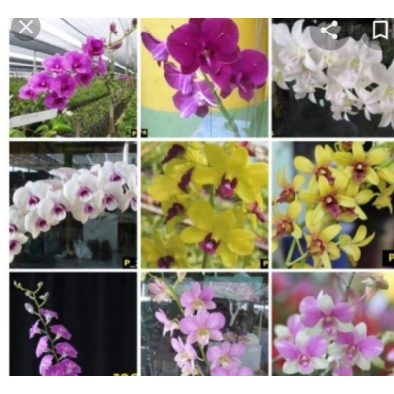 Cây giống lan dendro hoa quanh năm cây tơ 150k/10khóm