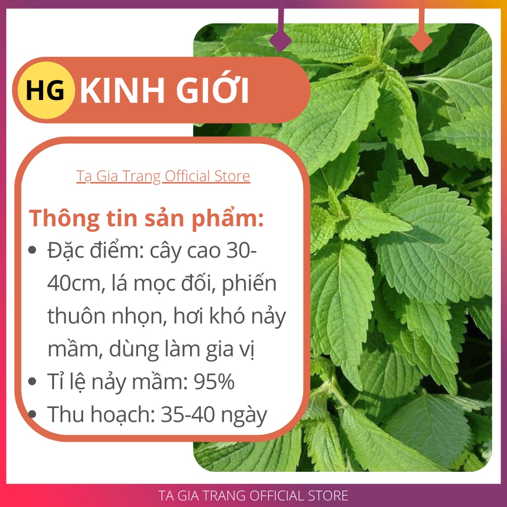 Deal 1K - 50 Hạt giống rau kinh giới - Tập làm vườn cùng Tạ Gia Trang