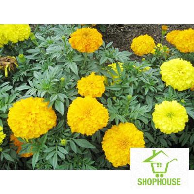 shophouse Hạt giống hoa cúc vạn thọ bông to vàng (50 hạt)  SHOP HOUSE  TẾT KHUYẾN MẠI