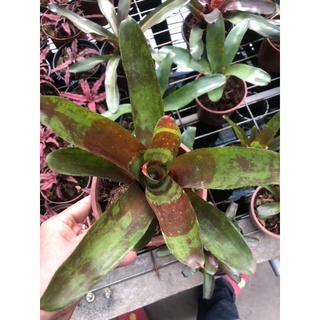 Dứa màu nam mỹ ( size trung 25-35cm)