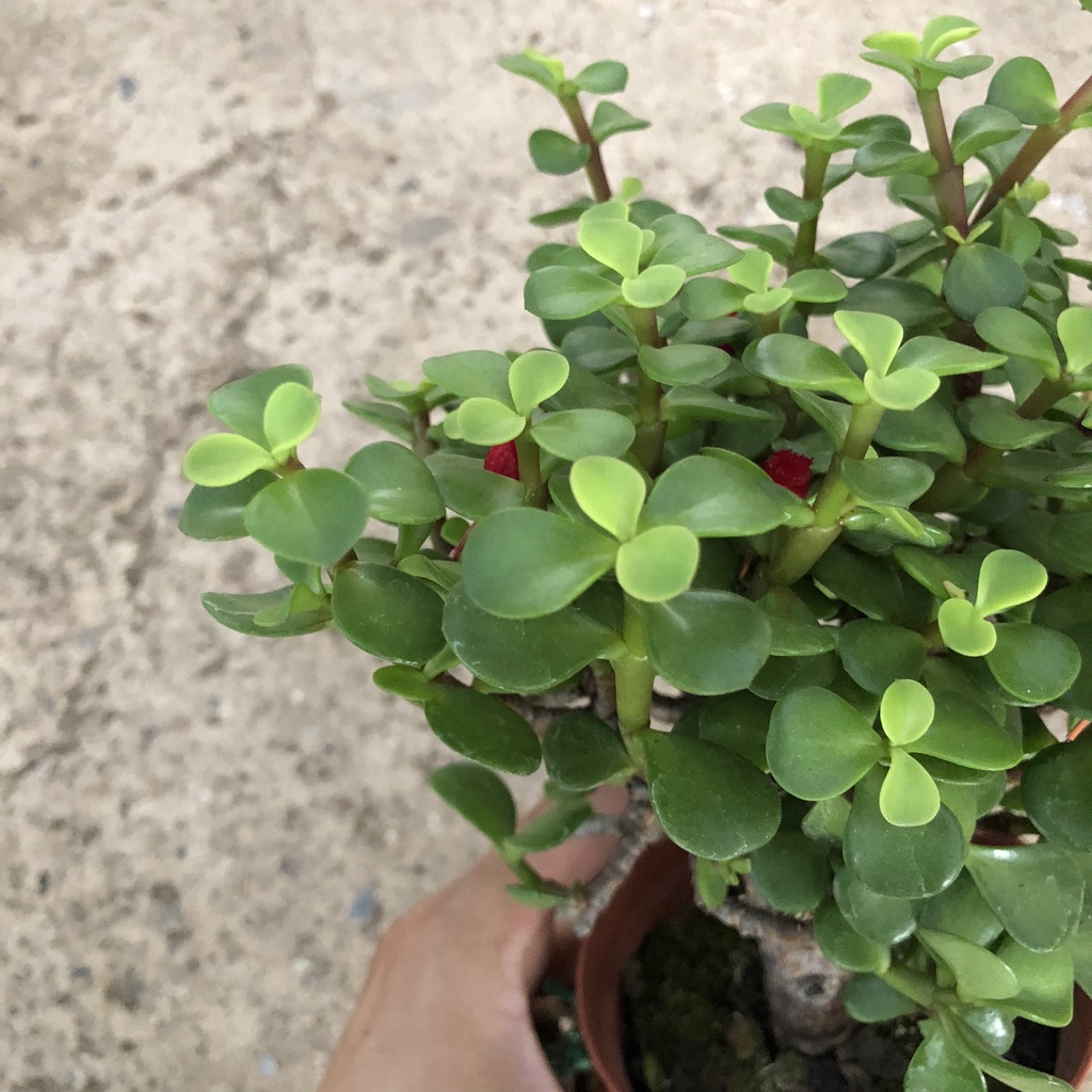 Cây ngọc bích bonsai mini, Cao 15cm tán lá tròn dày xanh mướt bắt mắt mang phong thủy tốt, dễ chăm sóc