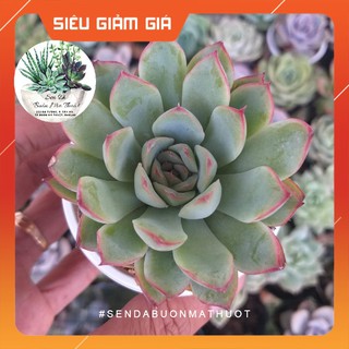 Sen đá viền hồng 🧚🧚 - sen đá buôn ma thuột