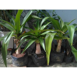 Cây Văn thù Lan- Náng hoa trắng (free ship)