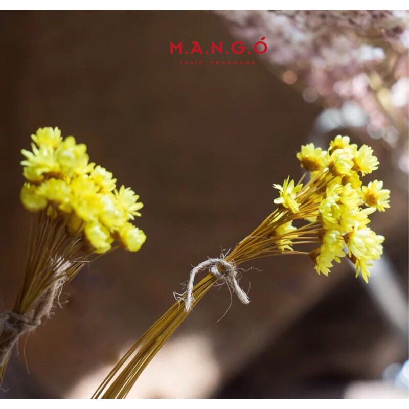 Hoa khô Glixia-Snowy-Tuyết Nhiệt Đới đẹp mê mẩn