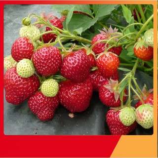 Hạt Giống Dâu Tây Chịu Nhiệt F1-100 Hạt [ NẢY MẦM 99 % ]