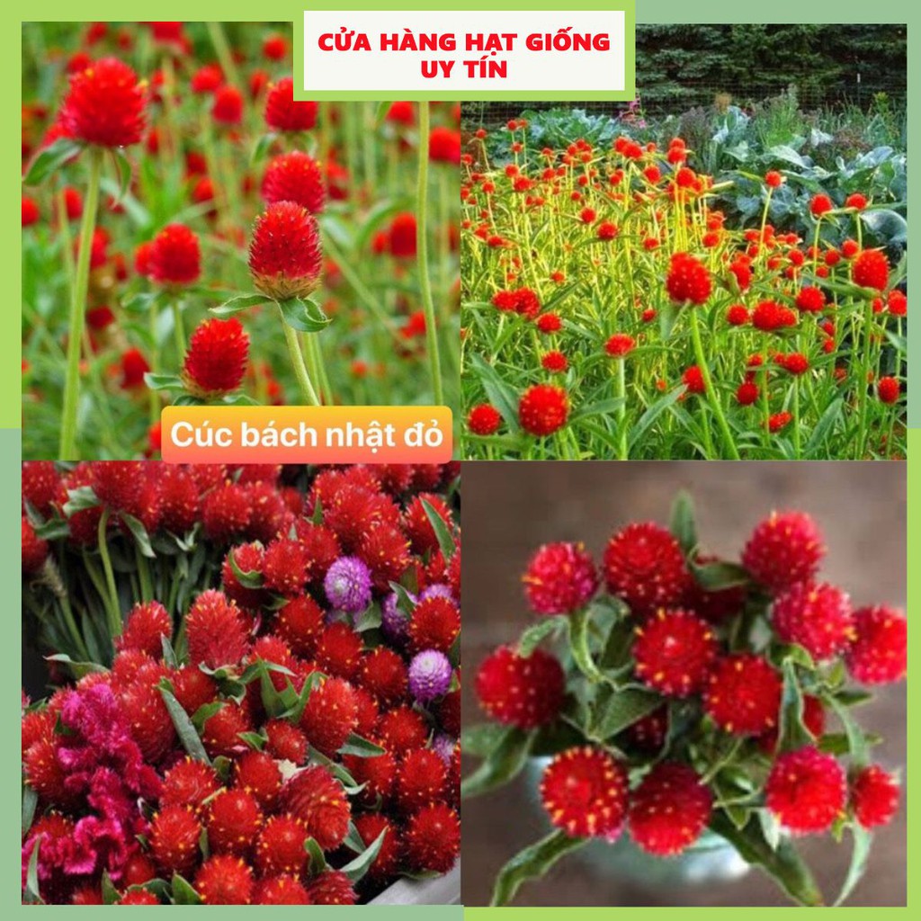 [Gói 150 hạt] Hạt Giống Hoa Cúc Bách Nhật Đỏ F1 Loại Siêu Dễ Trồng, Hoa Nở Đẹp Tặng kèm Hướng Dẫn Trồng