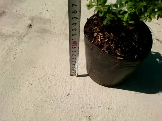 Cây Linh Sam Bonsai - cây cảnh bonsai