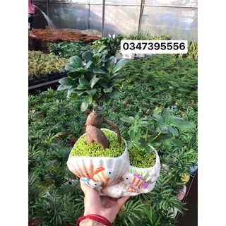 Chậu sứ đôi trồng cây