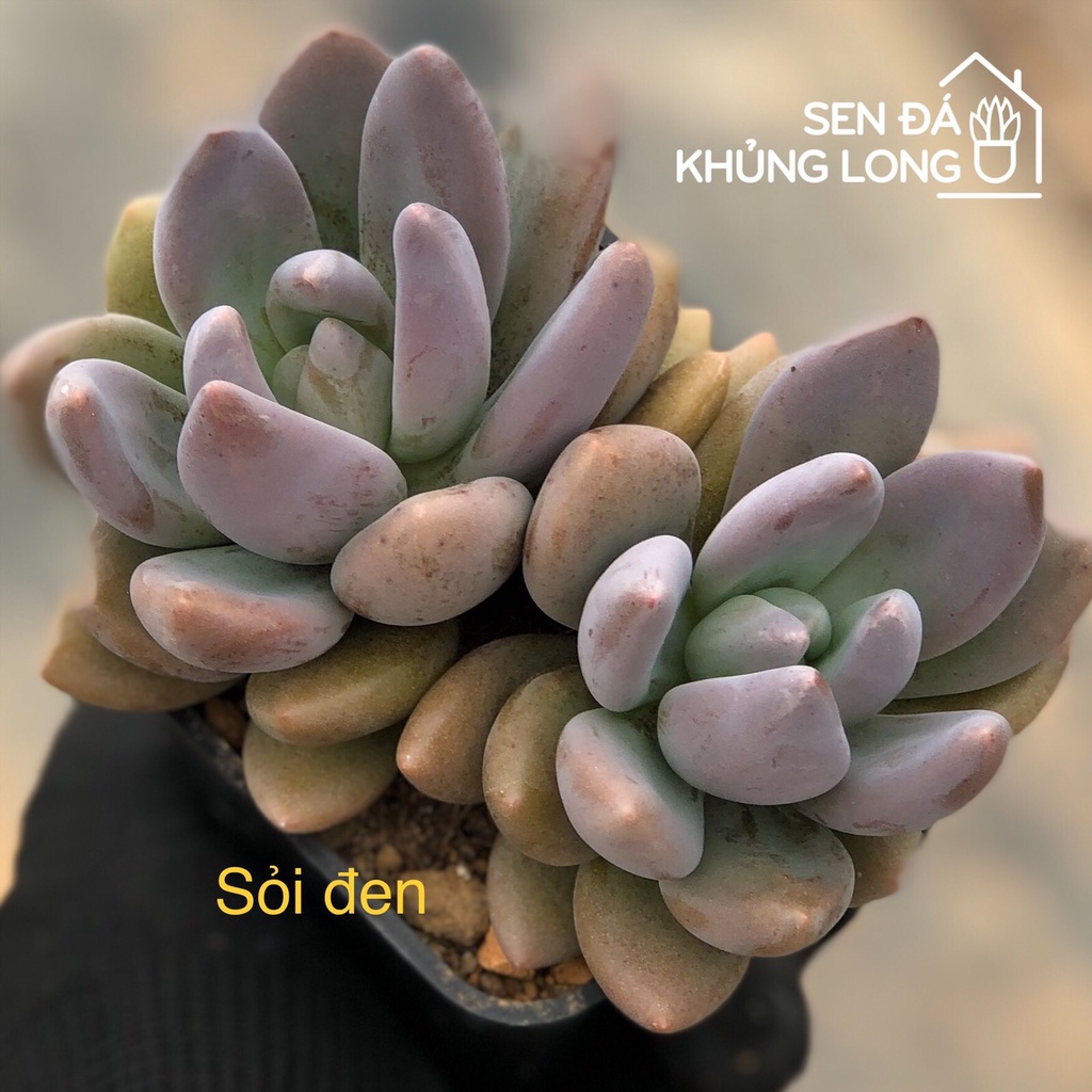 Sen Đá Sỏi Đen - Pachyphytum Oviferum Shireiden