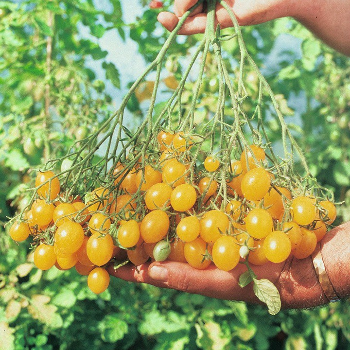 (Cực Rẻ) Hạt giống cà chua bi chùm vàng cây cao IIDY gói 30 hạt xuất xứ Đức -thietbinhavuon- phanbonhoalan.