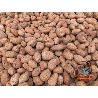 Củ Nghệ Đỏ (Nghệ Xà Cừ) Cho Gà Đá -200gr