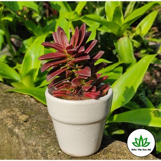 Sen Đá Tứ Phương Tím Đà Lạt Đã Thuần Khí Hậu Size Bầu Đường Kính 4-6cm