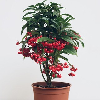 Hạt giống kim ngân lượng