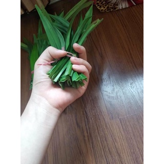 Cây lá nếp giống ( cây cơm nếp)