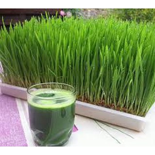 Gói 20 gram hạt giống mầm lúa mạch