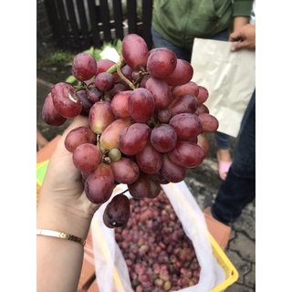 Nho ruby ko hạt