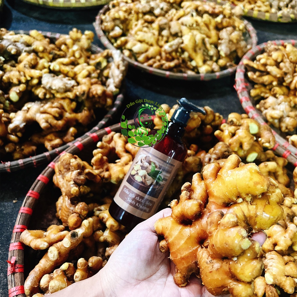 Dầu gội gừng dưỡng sinh được làm từ gừng tươi phù hợp cho mẹ sau sinh, người lớn tuổi, người hay tắm đêm nhiều