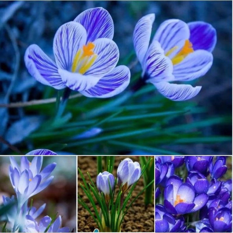 Củ hoa nghệ tây HOA TẾT