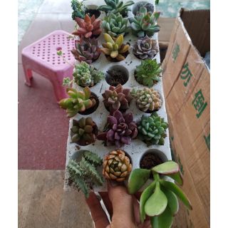 Combo 21 loại sen vỉ ( ngẫu nhiên)