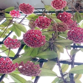 Lan Cẩm cù hoa trắng - đỏ