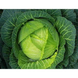 500g Phân gà viên nén Nhật Bản (xúc lẻ 500g đóng túi zip)