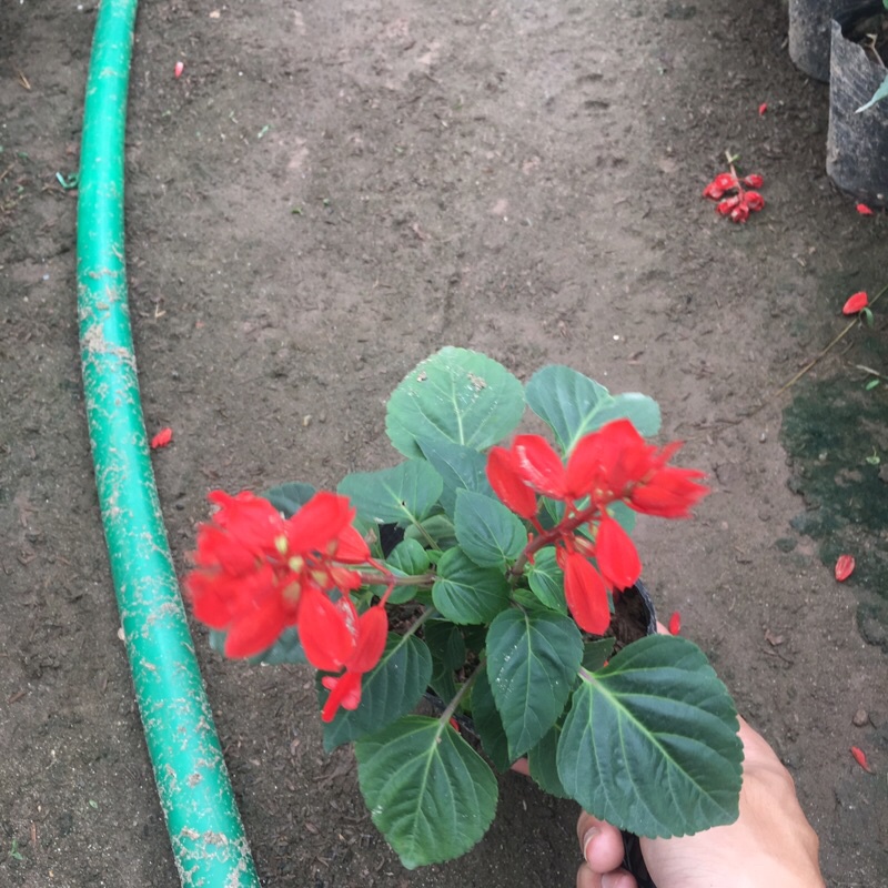 Cây hoa xác pháo trồng bịch đen cao 15-20cm đã có hoa và nụ như hình