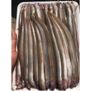 CÁ SỤN SỊN 500G