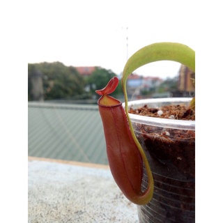 Cây nắp ấm mirabilis x gracilis