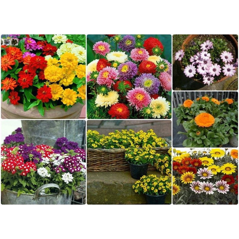 Combo Hạt giống hoa trồng Ban công dễ trồng gói zin