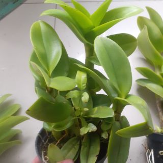 Hoa lan Denro nắng Sampranred