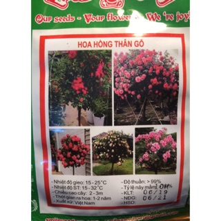 Hạt giống Hoa Hồng Thân Gỗ 🌹☘️
