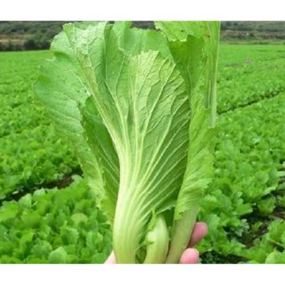20GR - HẠT GIỐNG CẢI BẸ DƯA