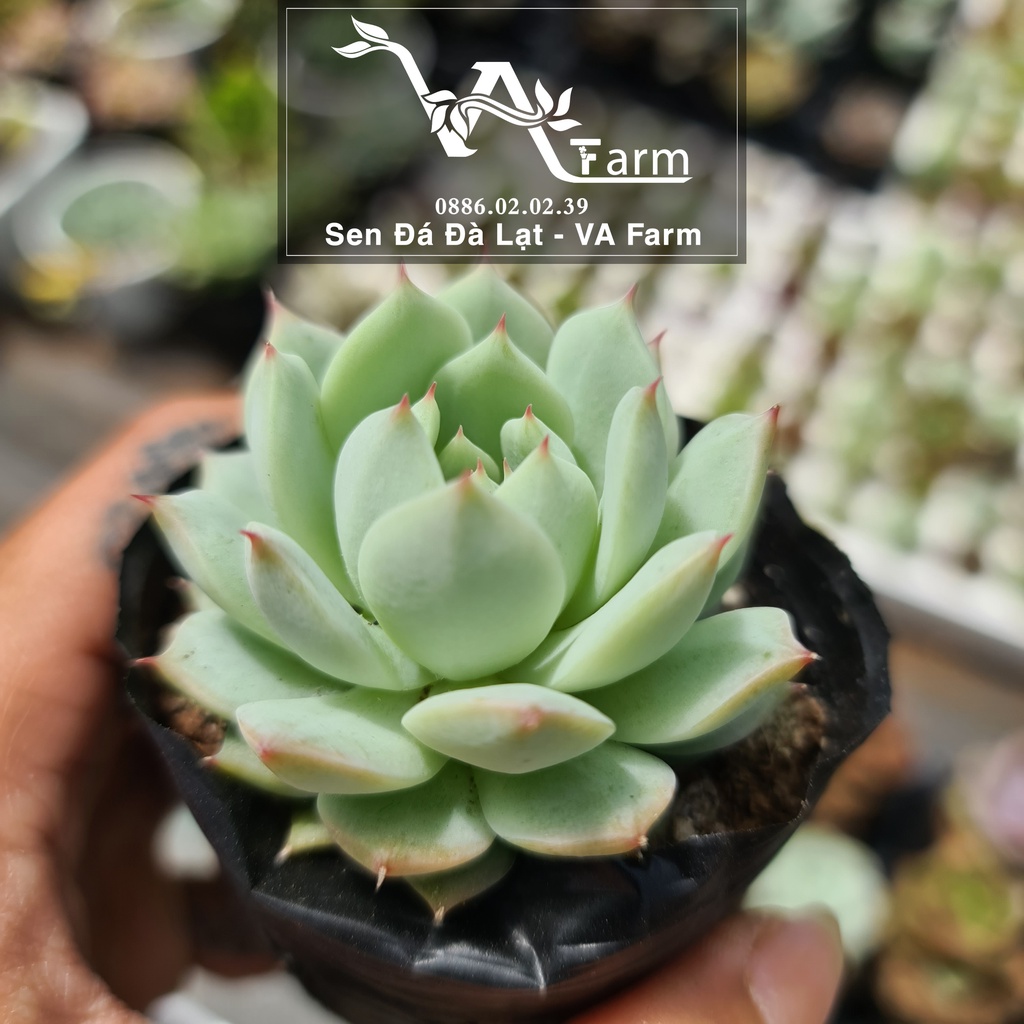 Sen Đá Búp Bê Nga - VA Farm - Size Bầu Lỗi 1 Đổi 1