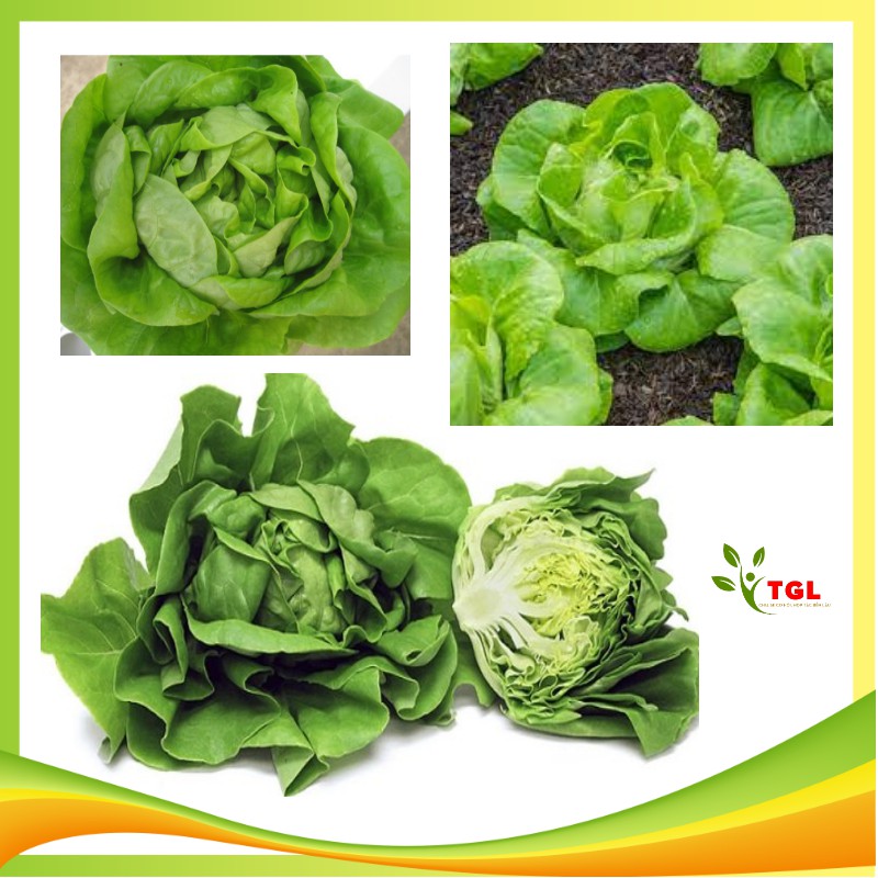 Hạt Giống Xà Lách Búp Đăm số 1 Phú Điền, Hạt giống rau củ quả chất lượng tốt - Gói 5gr