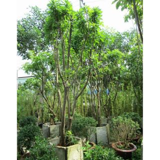 Cây Lộc Vừng đỏ  cao 1m6 ( đang hoa)