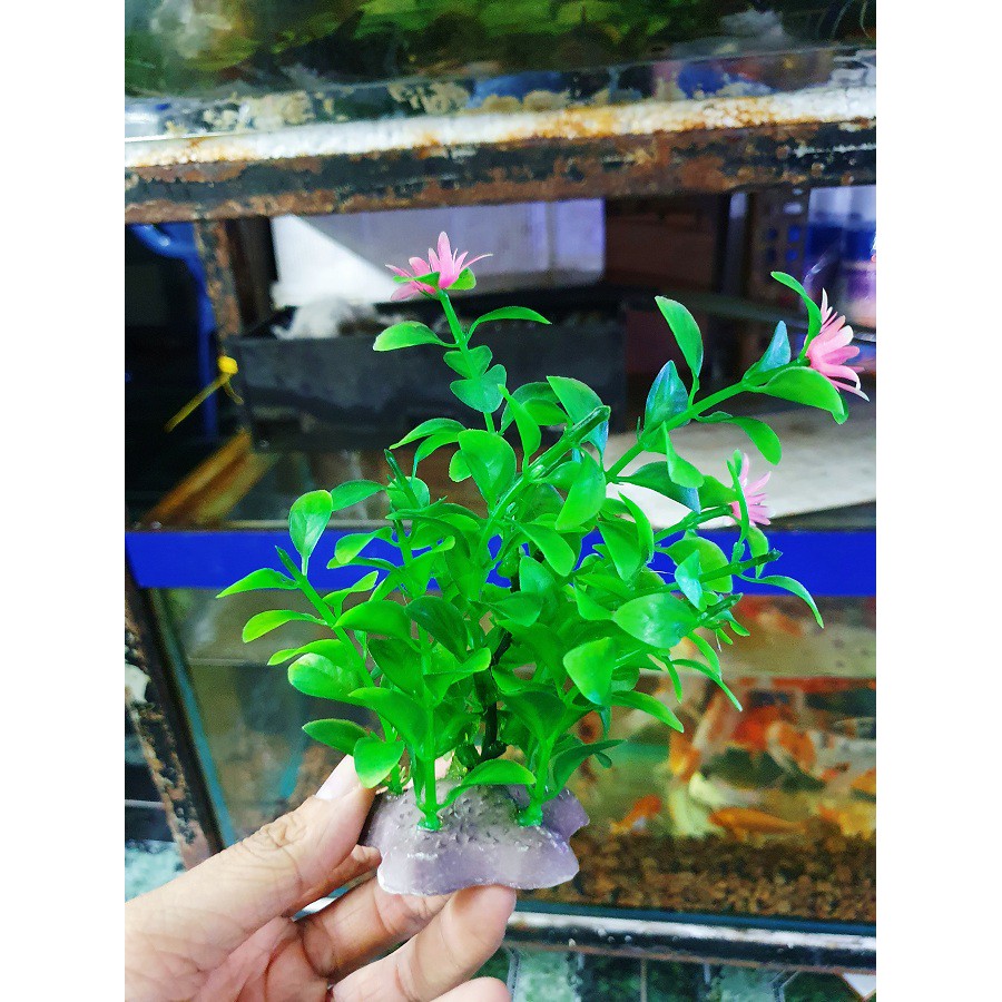 RONG GIẢ ĐẾ XOÀI TRANG TRÍ HỒ CÁ NON BỘ CAO 12CM