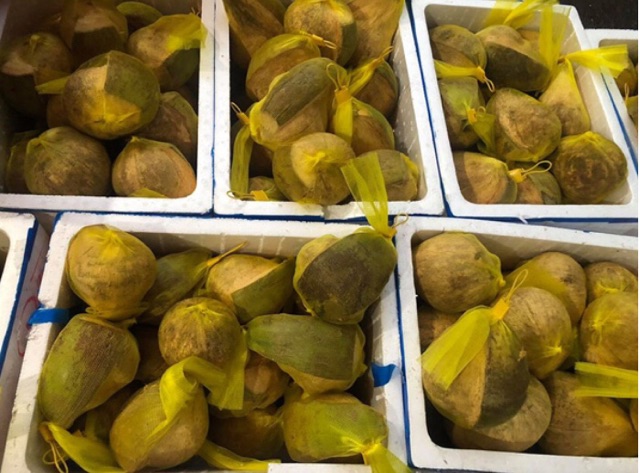 (SIÊU HOT) Dừa Sáp Trà Vinh Loại 2 - CAM KẾT CHẤT LƯỢNG SẢN PHẨM | BigBuy360 - bigbuy360.vn