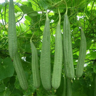 Hạt Giống Mướp Khía Sai Trái Trồng Quanh Năm