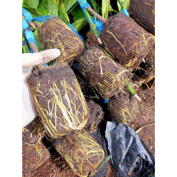Phân Bón Kích Rễ N3M - thuốc kích rễ cực mạnh 100g