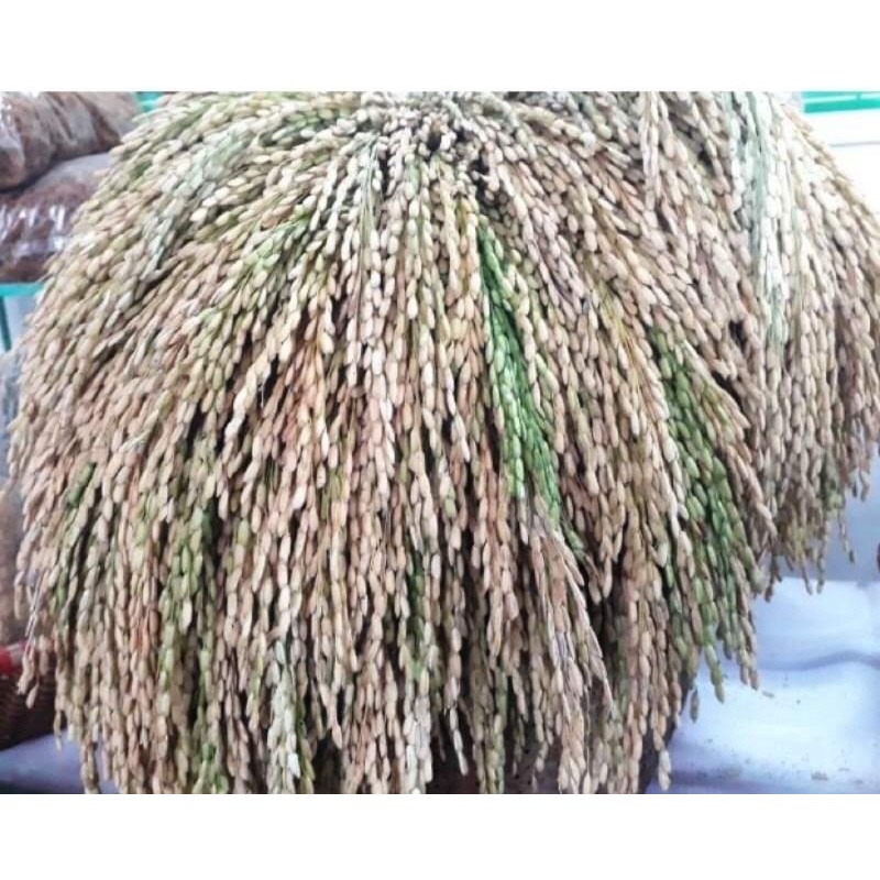 Gạo Sén Cù dài Mường Lò-2kg