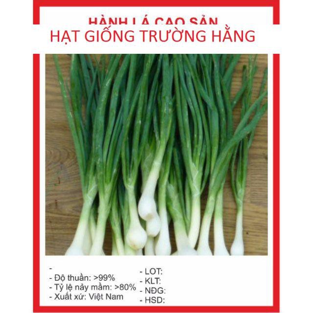 Hạt giống Hành lá 50 hạt