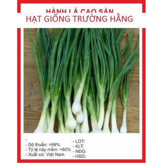 Hạt giống Hành lá 50 hạt